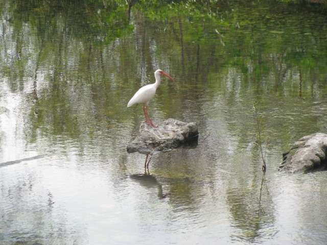 White Ibis - Ian Parrots