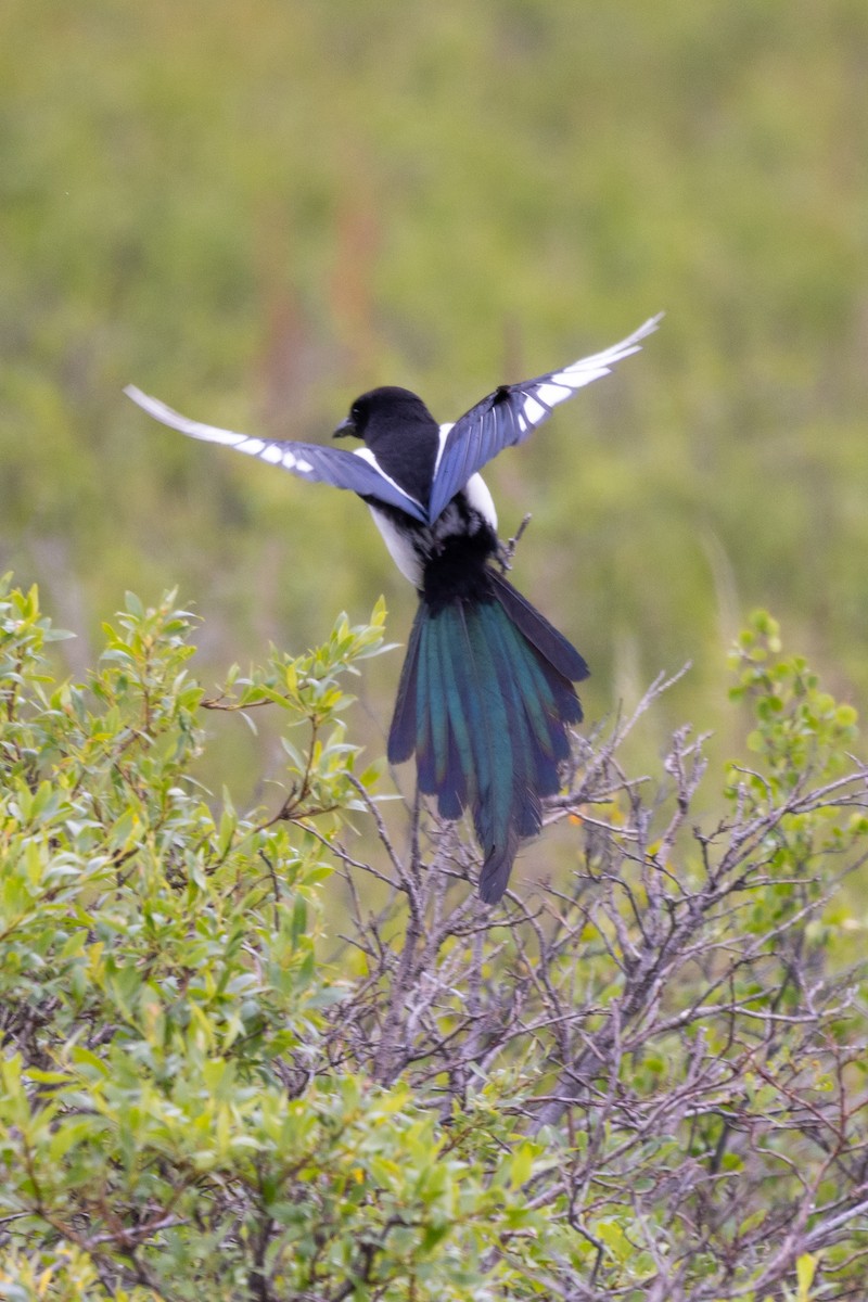 Black-billed Magpie - D Gamelin