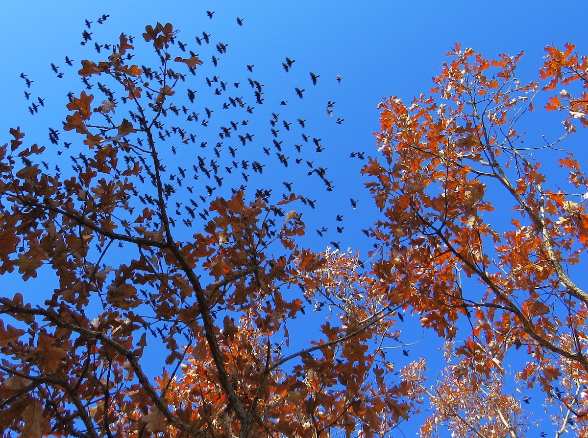 Common Grackle - Eric Haskell