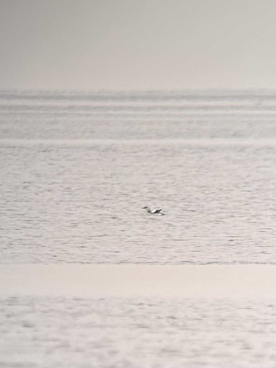 Black Guillemot - Taylor Sturm