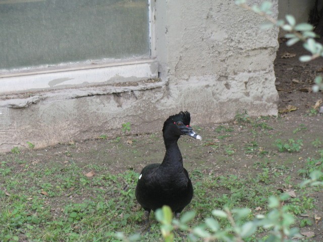 Muscovy Duck (Domestic type) - ML614649665