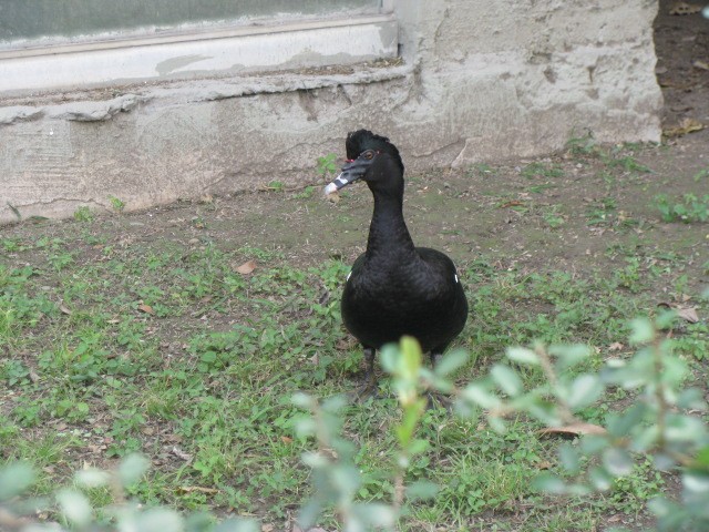 Muscovy Duck (Domestic type) - ML614649674