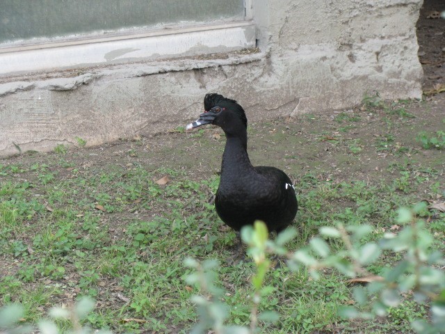 Muscovy Duck (Domestic type) - ML614649675