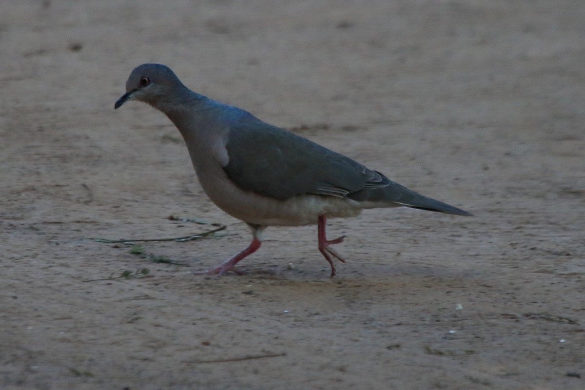 White-tipped Dove - Fabio Olmos