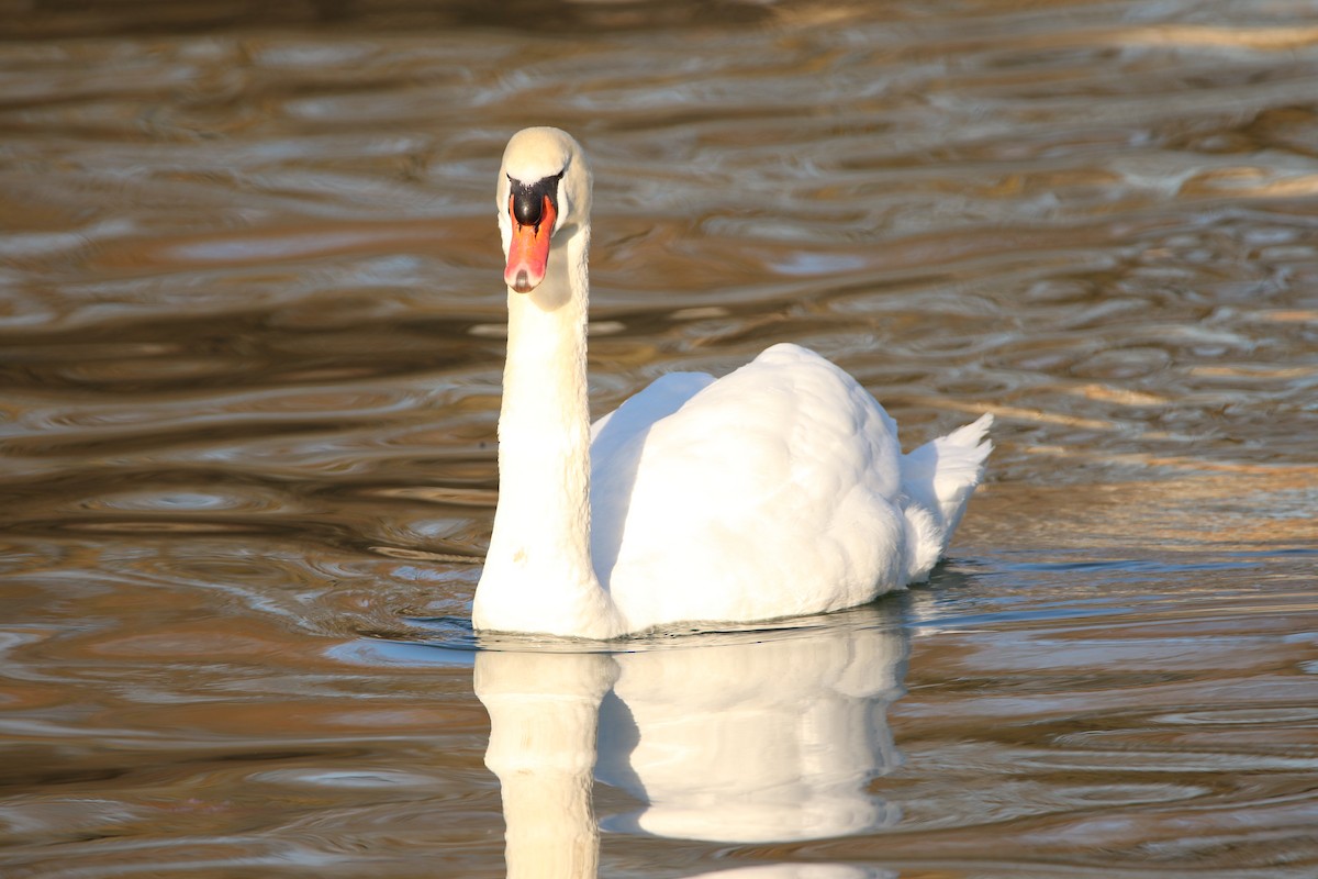 Mute Swan - Robert Pettigrew