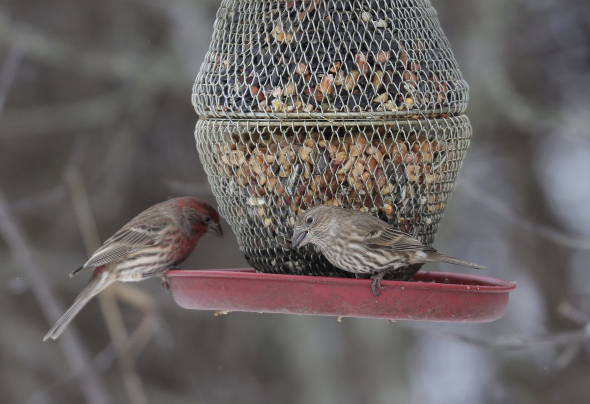 House Finch - ML614649833