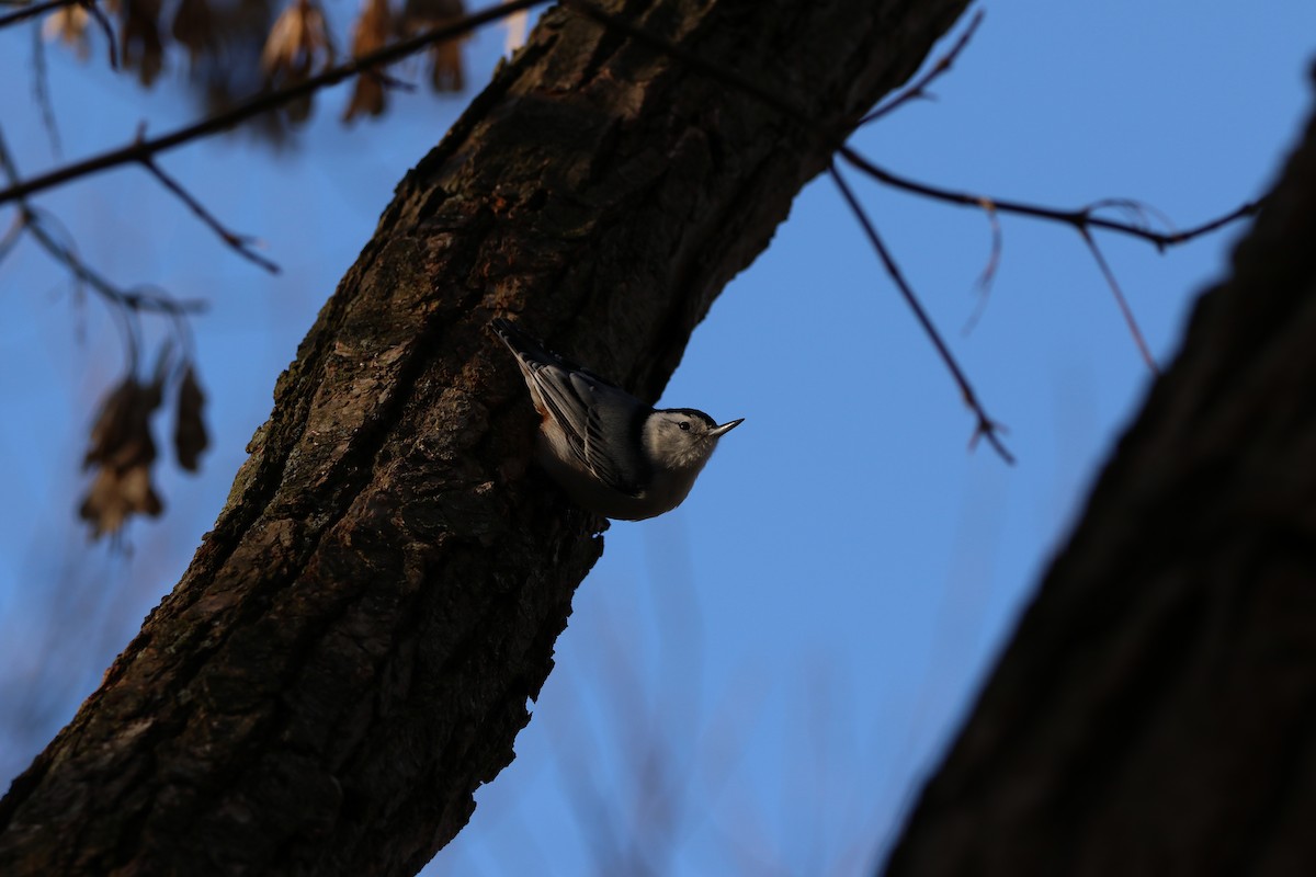 White-breasted Nuthatch - Robert Pettigrew