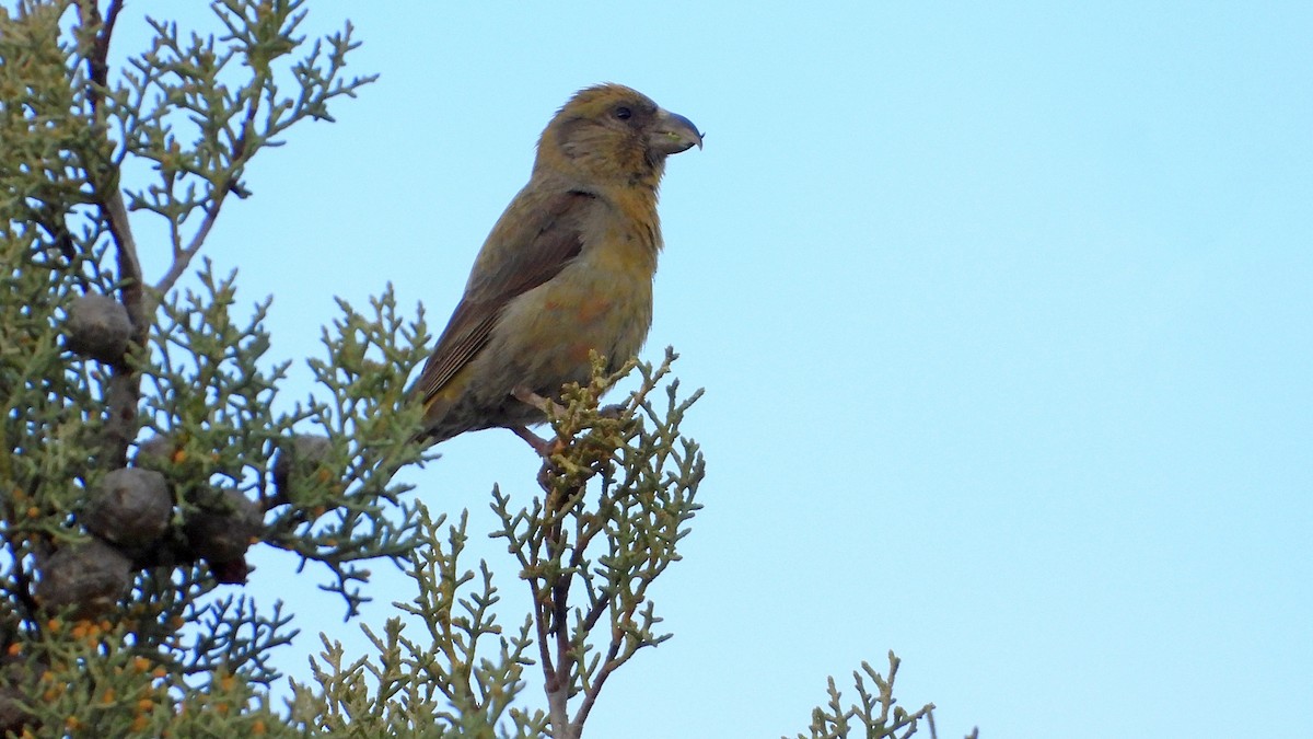 Red Crossbill - ML614649896