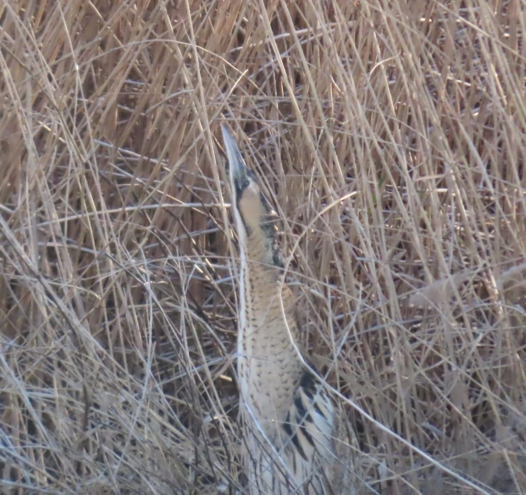 Great Bittern - ML614649941