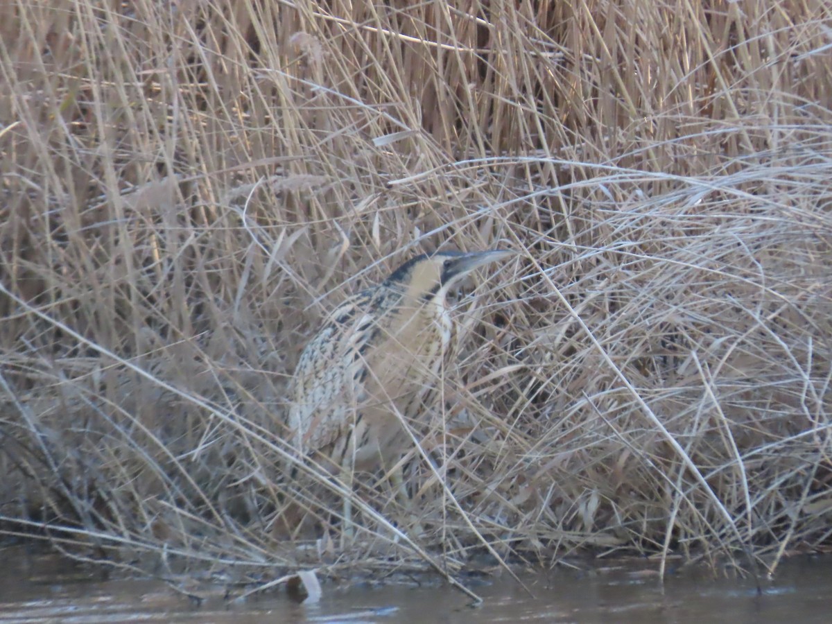 Great Bittern - ML614649944