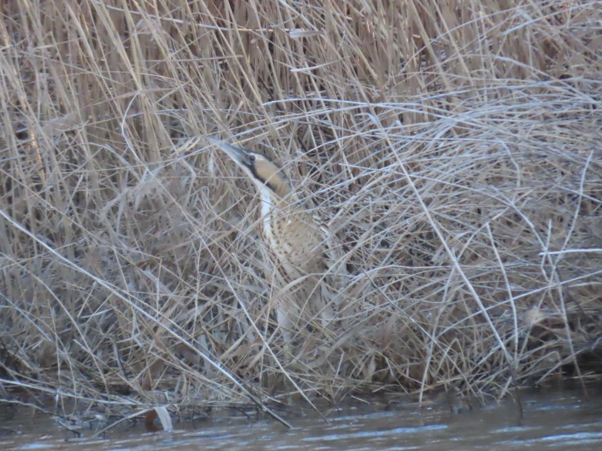 Great Bittern - ML614649945