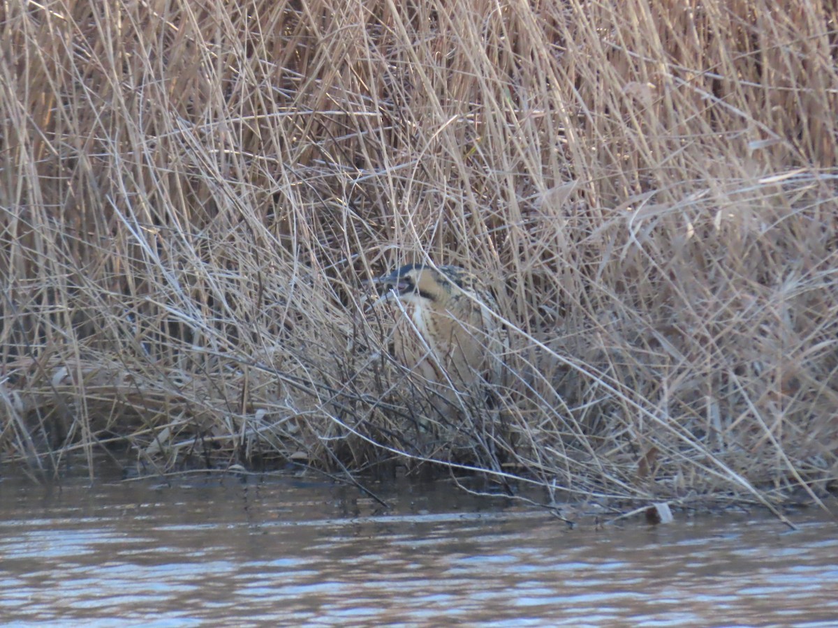 Great Bittern - ML614649946