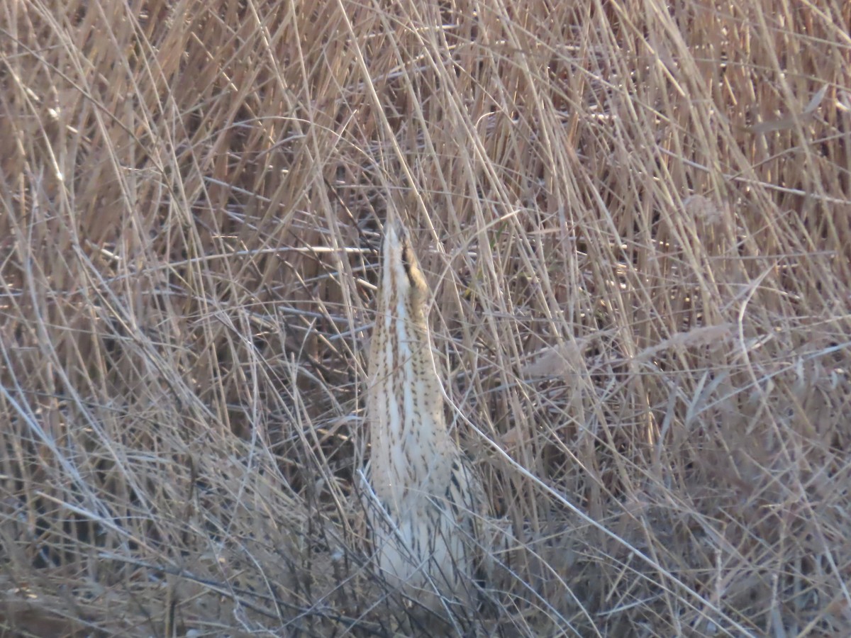 Great Bittern - ML614649947