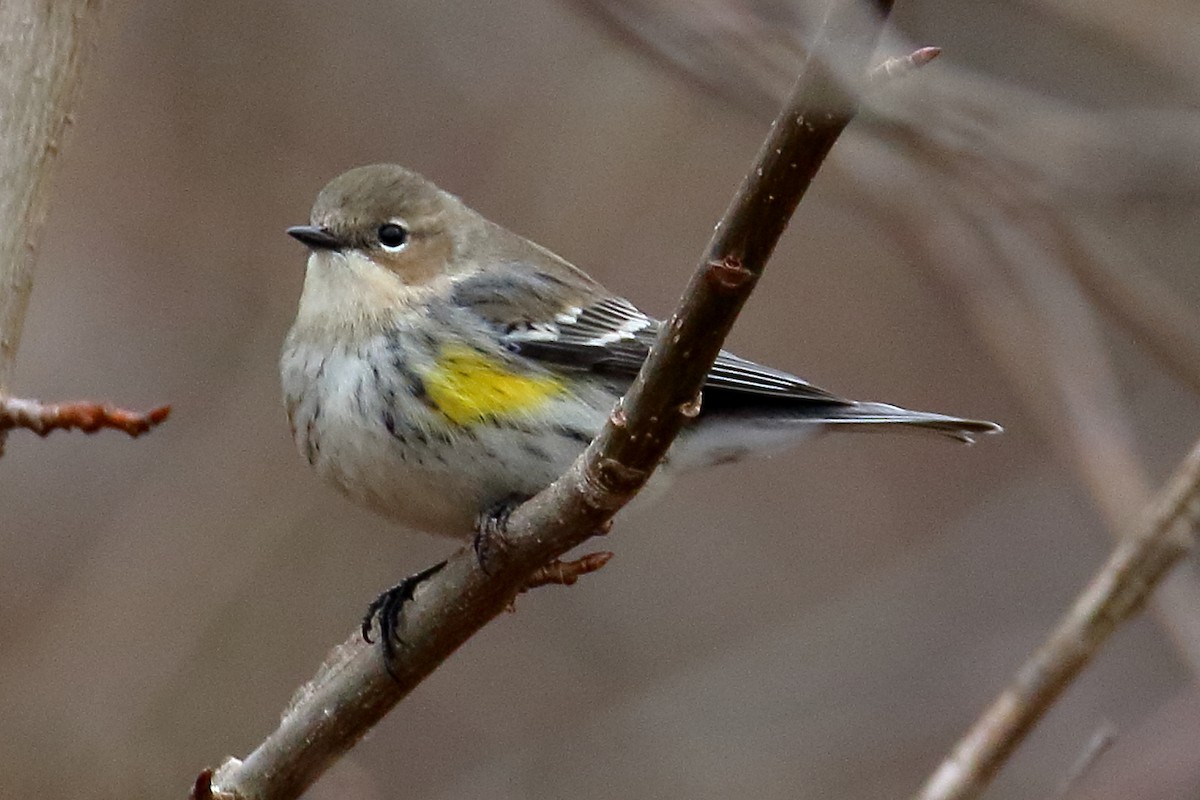 Yellow-rumped Warbler - ML614650008