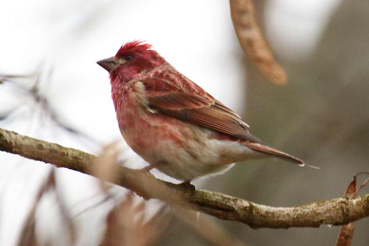 Purple Finch - ML614650024