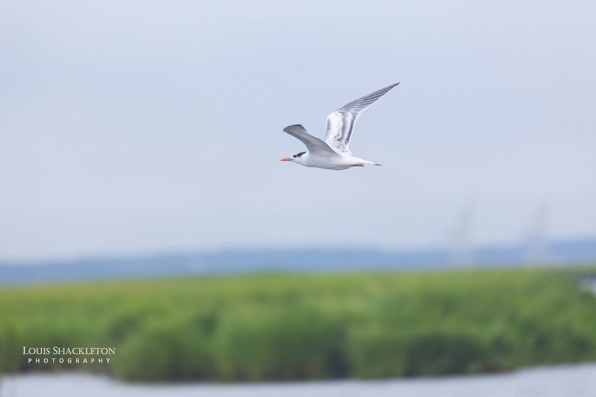 Royal Tern - ML614650100