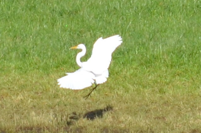 Great Egret - Kerry Serl