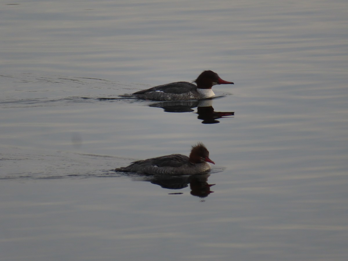 Common Merganser - Ursula  Mitra