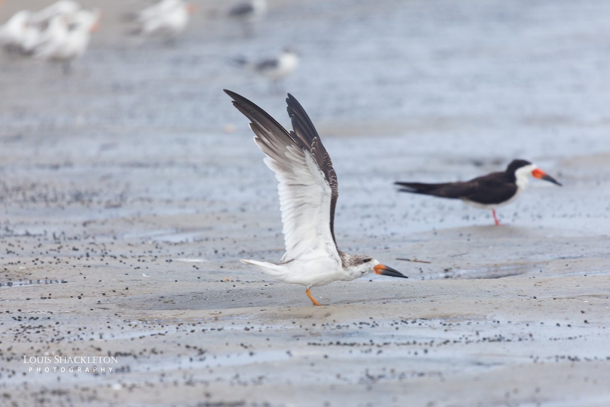 Black Skimmer - ML614650133