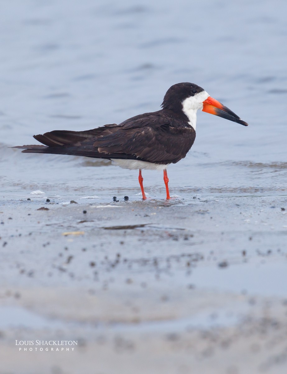 Black Skimmer - ML614650134