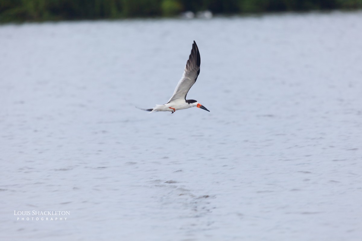 Black Skimmer - ML614650135