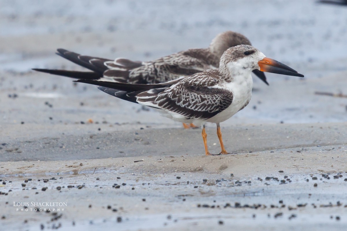 Black Skimmer - ML614650136