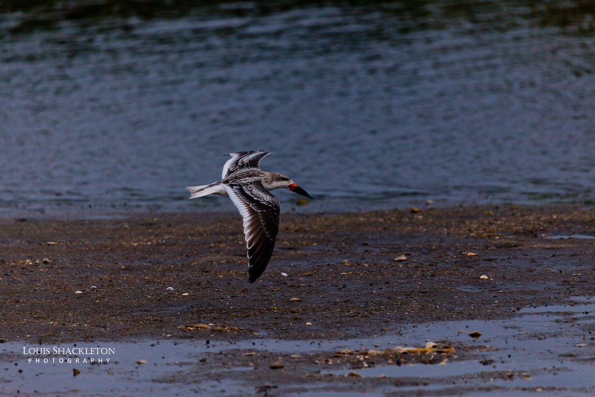 Black Skimmer - ML614650137