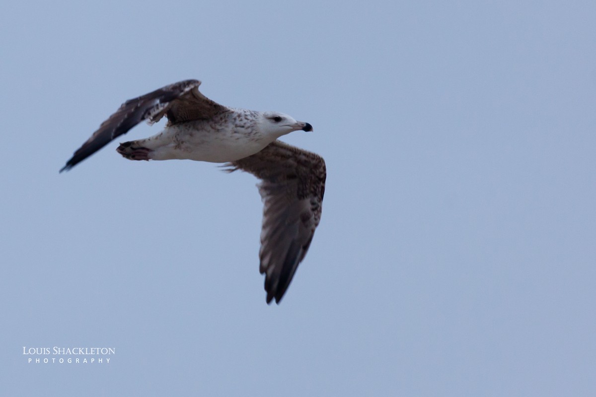 Ring-billed Gull - ML614650142