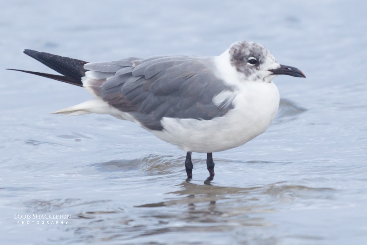 Laughing Gull - ML614650147