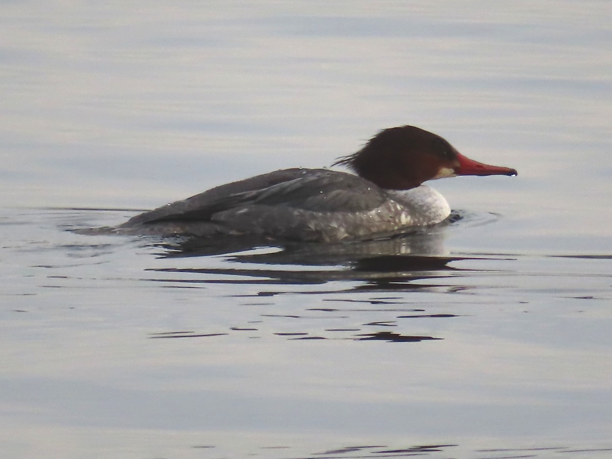 Common Merganser - Ursula  Mitra