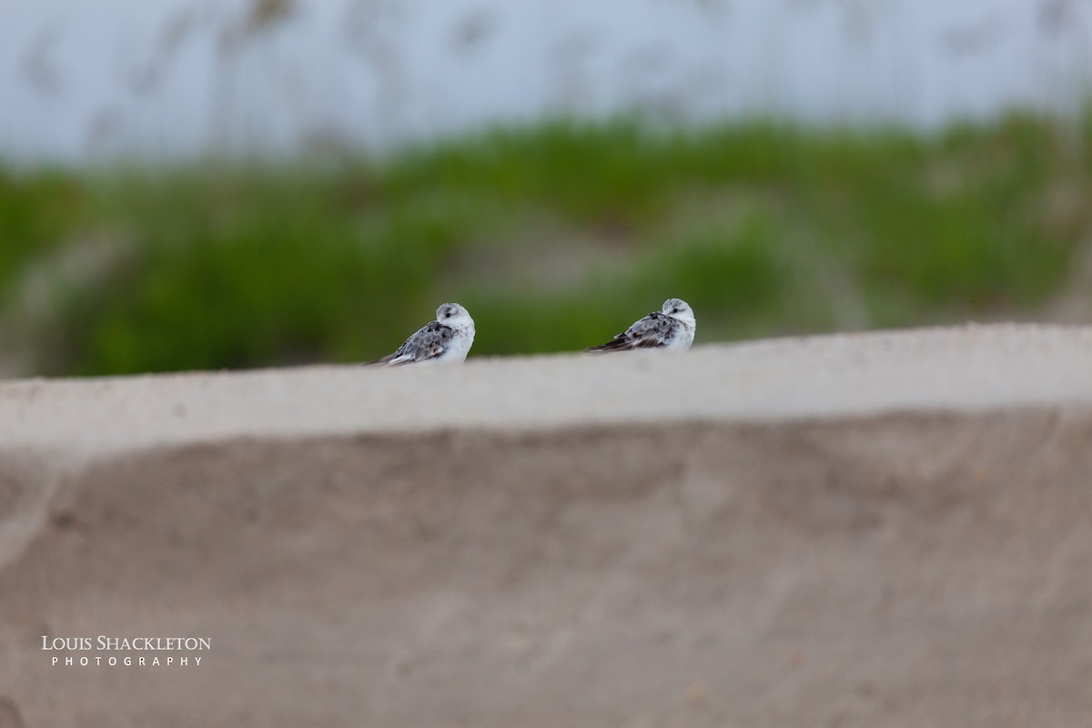 Sanderling - ML614650157