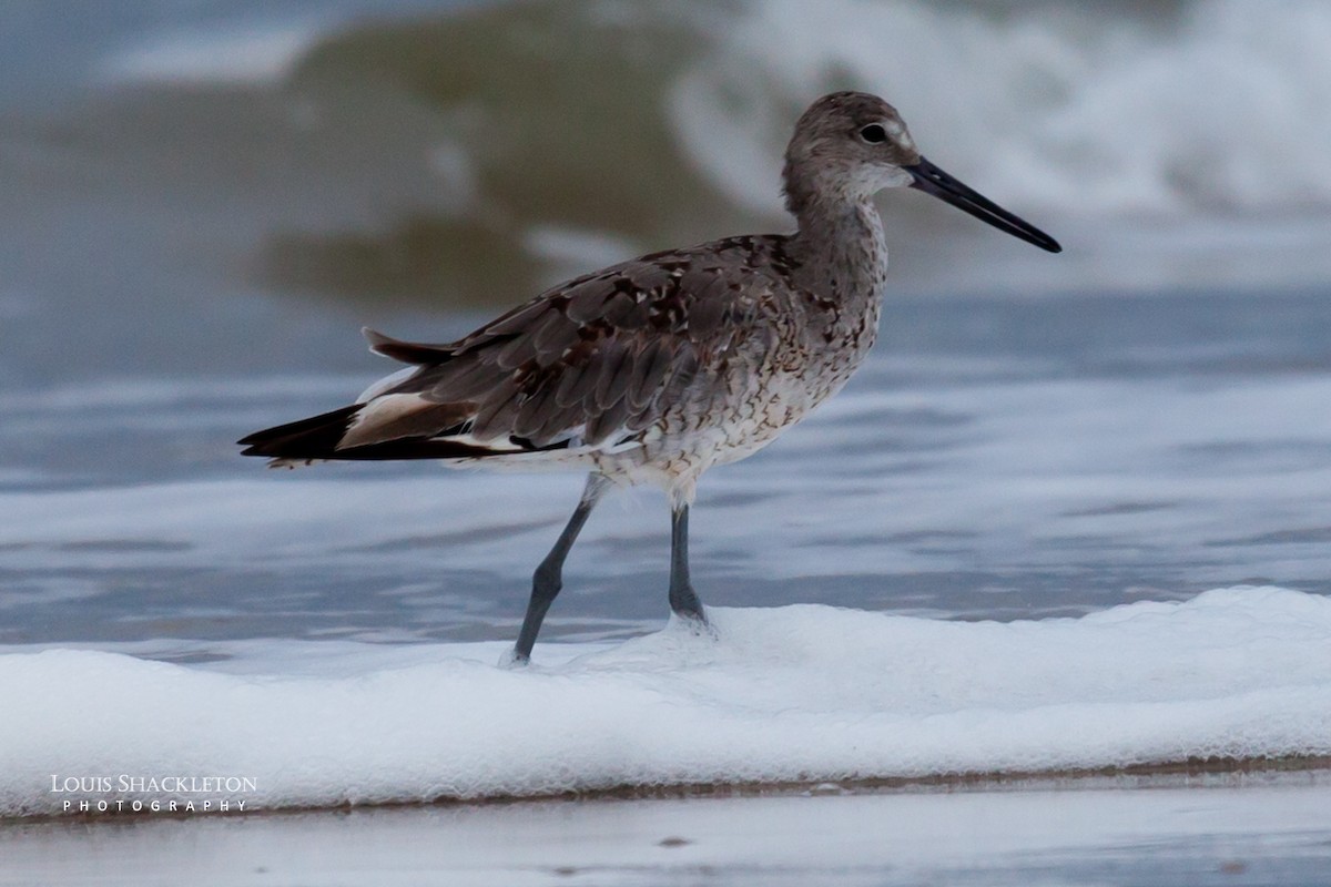 Willet - ML614650161