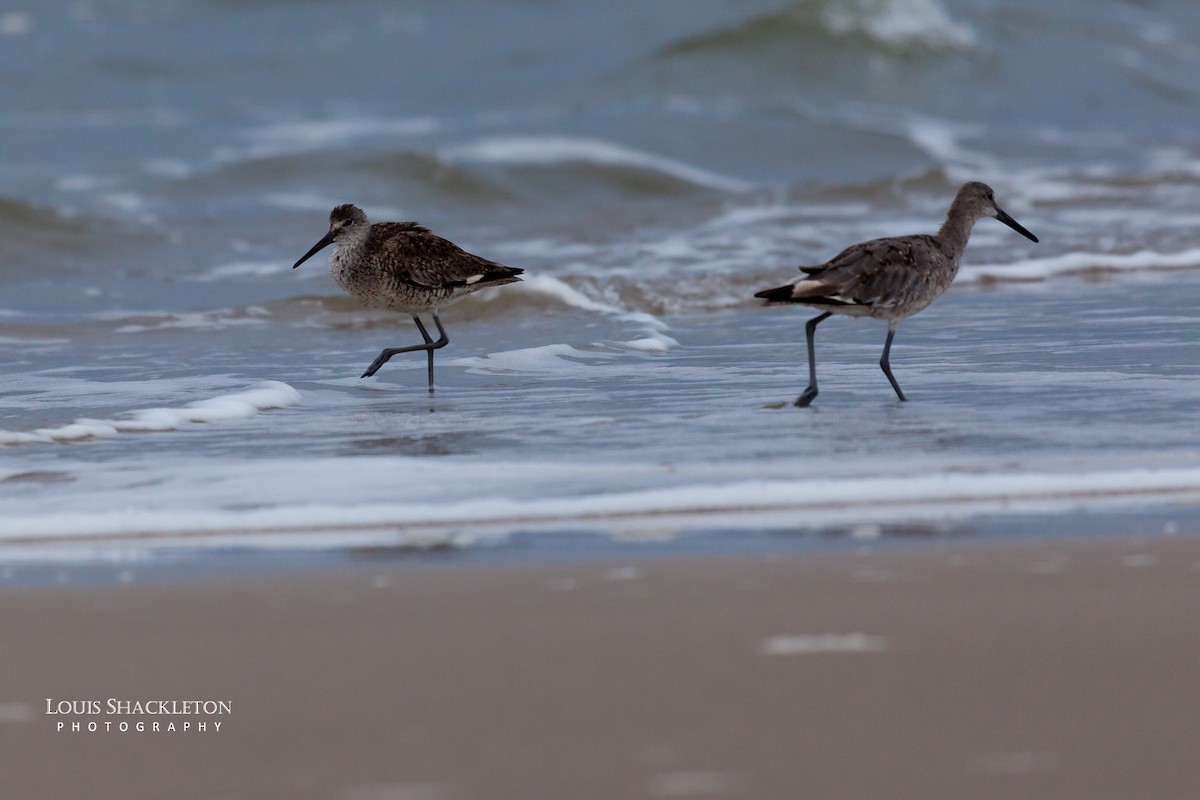 Willet - Louis Shackleton