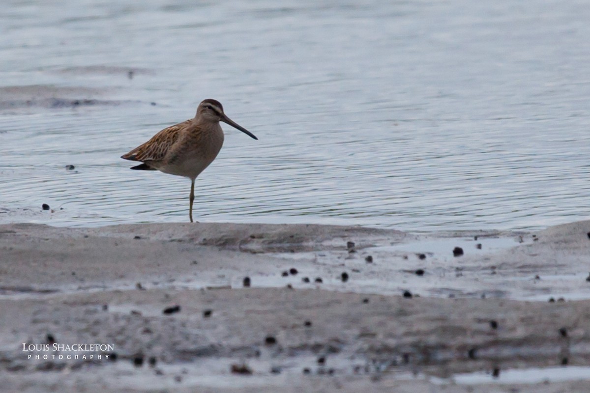 Long-billed Dowitcher - ML614650176