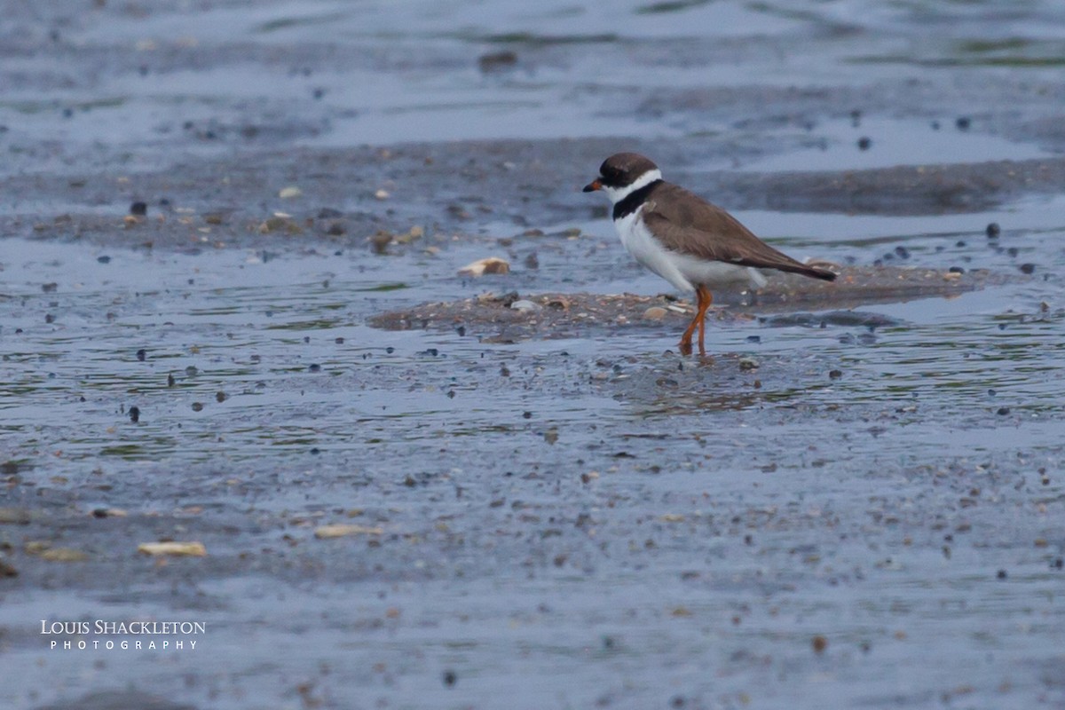 Semipalmated Plover - ML614650181