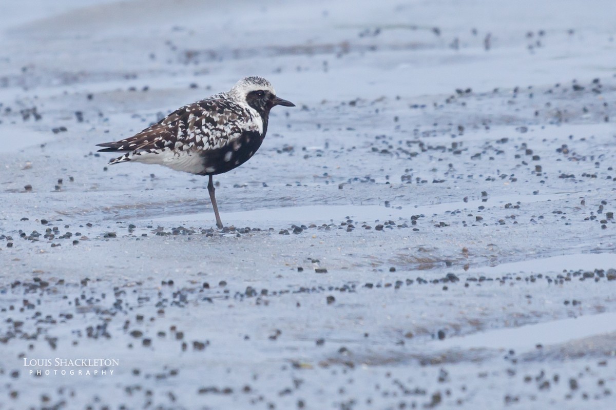 Black-bellied Plover - ML614650190