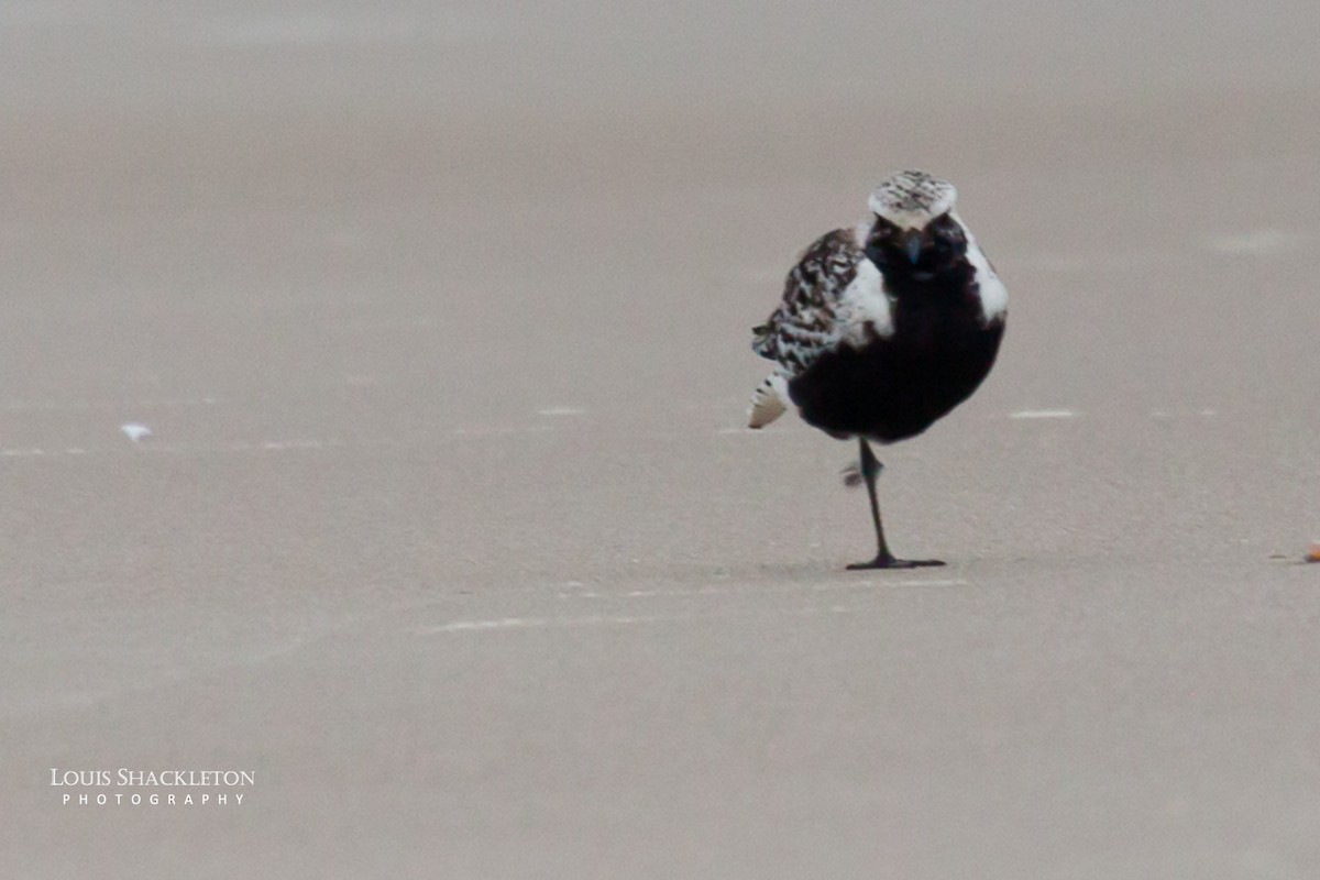 Black-bellied Plover - ML614650203