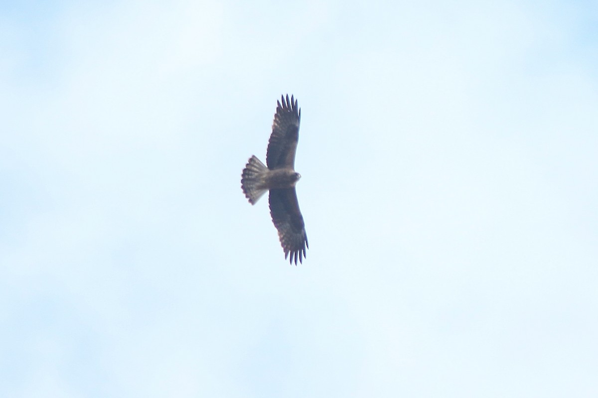 Booted Eagle - ML614650259