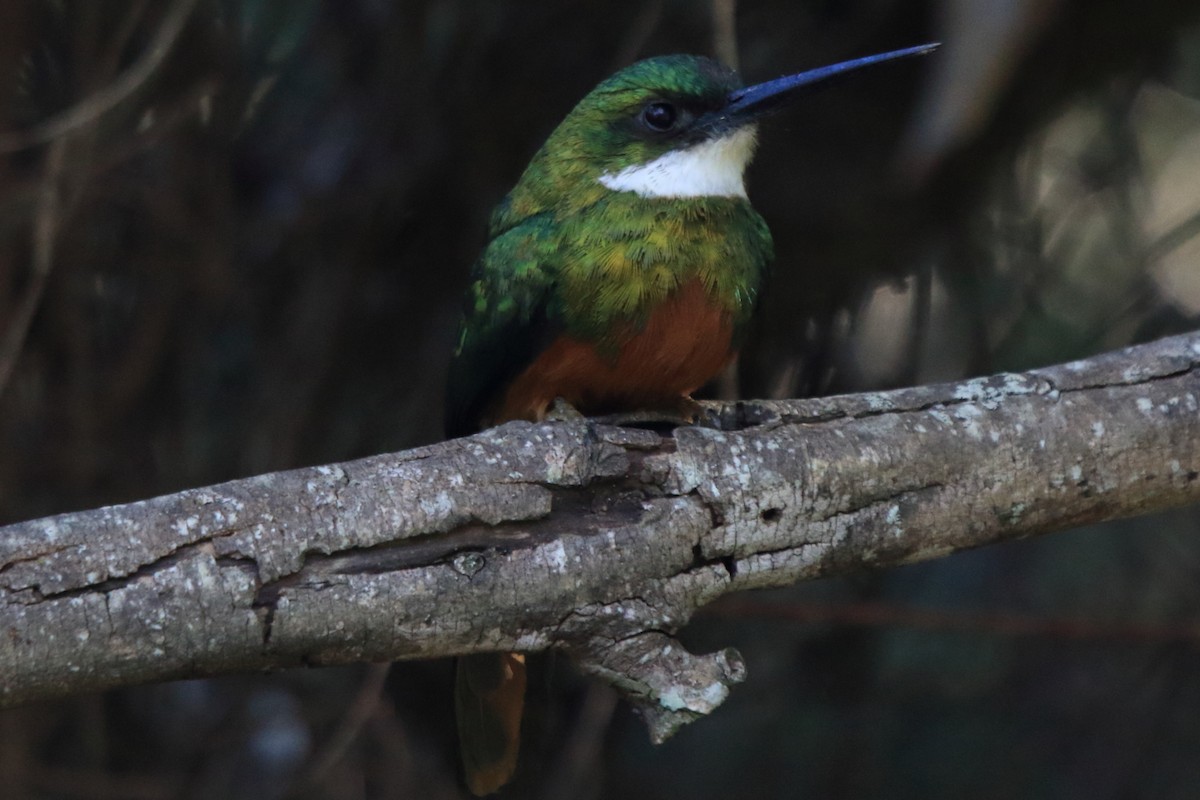 Rufous-tailed Jacamar - ML61465031