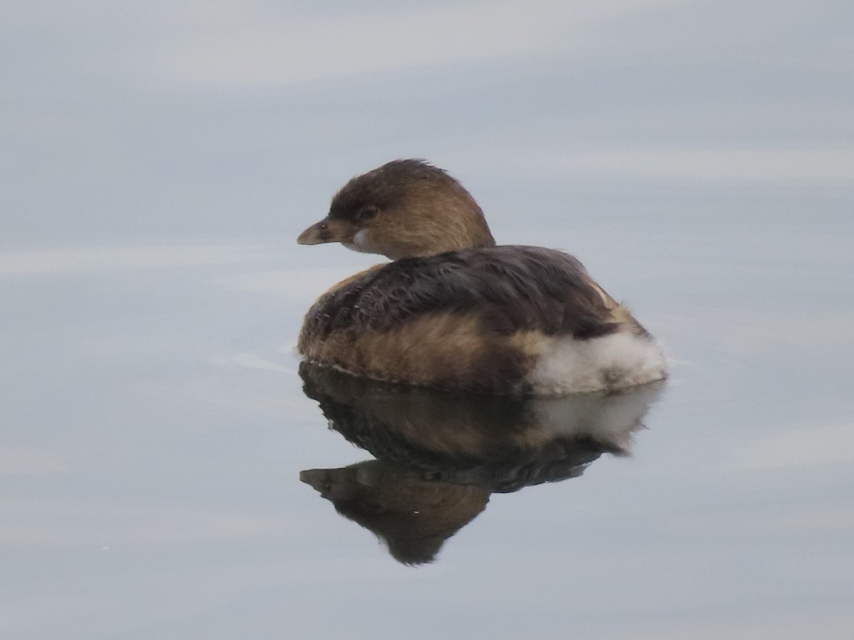 Pied-billed Grebe - ML614650328