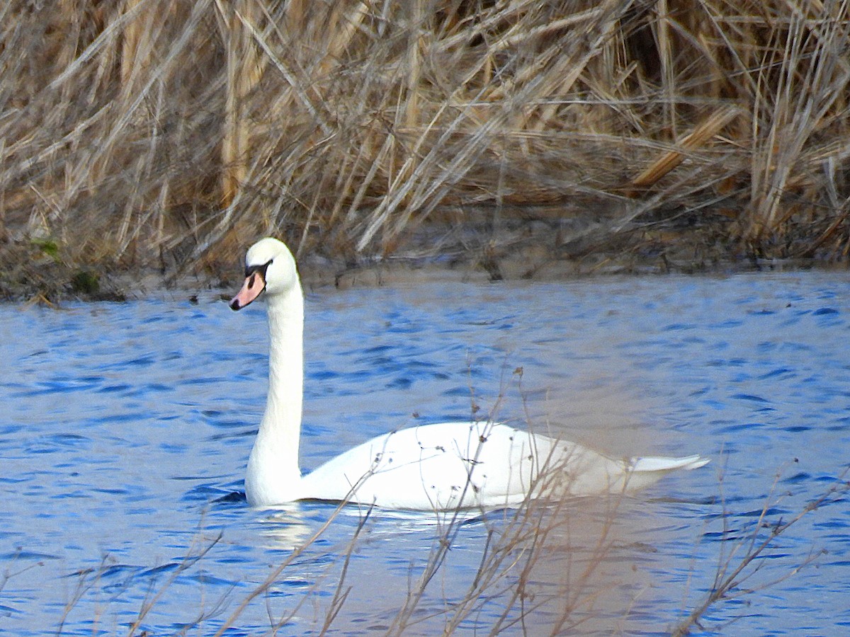 Mute Swan - ML614650356