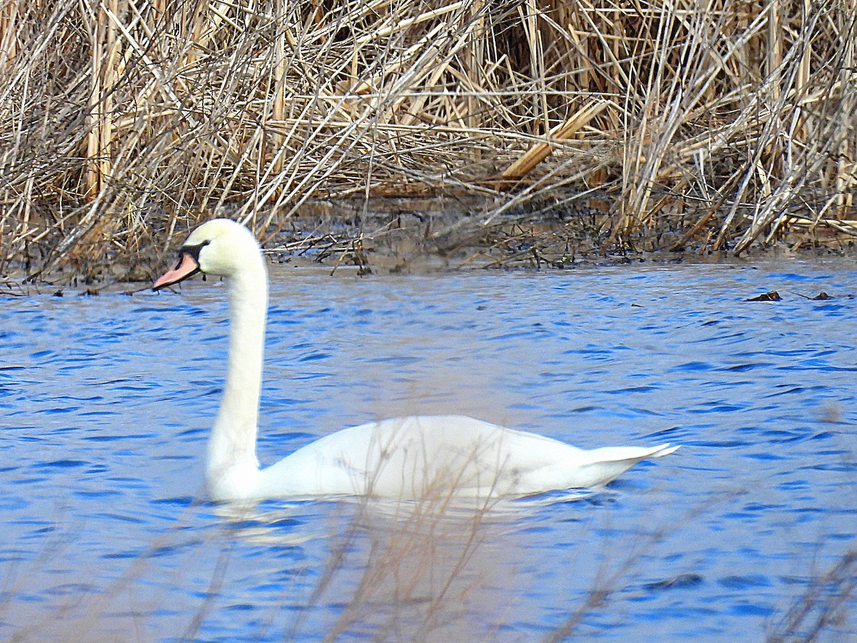 Mute Swan - ML614650358