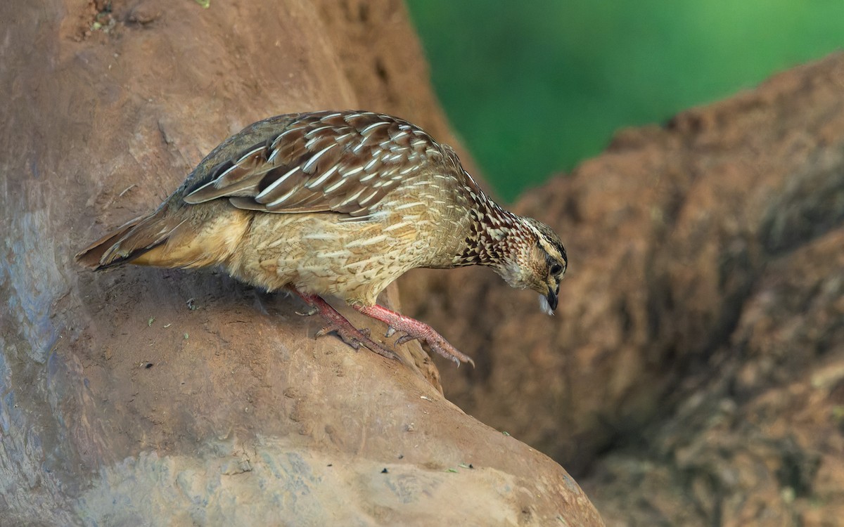 Crested Francolin - ML614650405