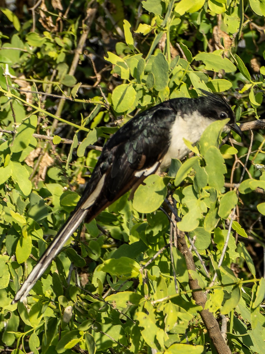 Pied Cuckoo - Eero Rasi