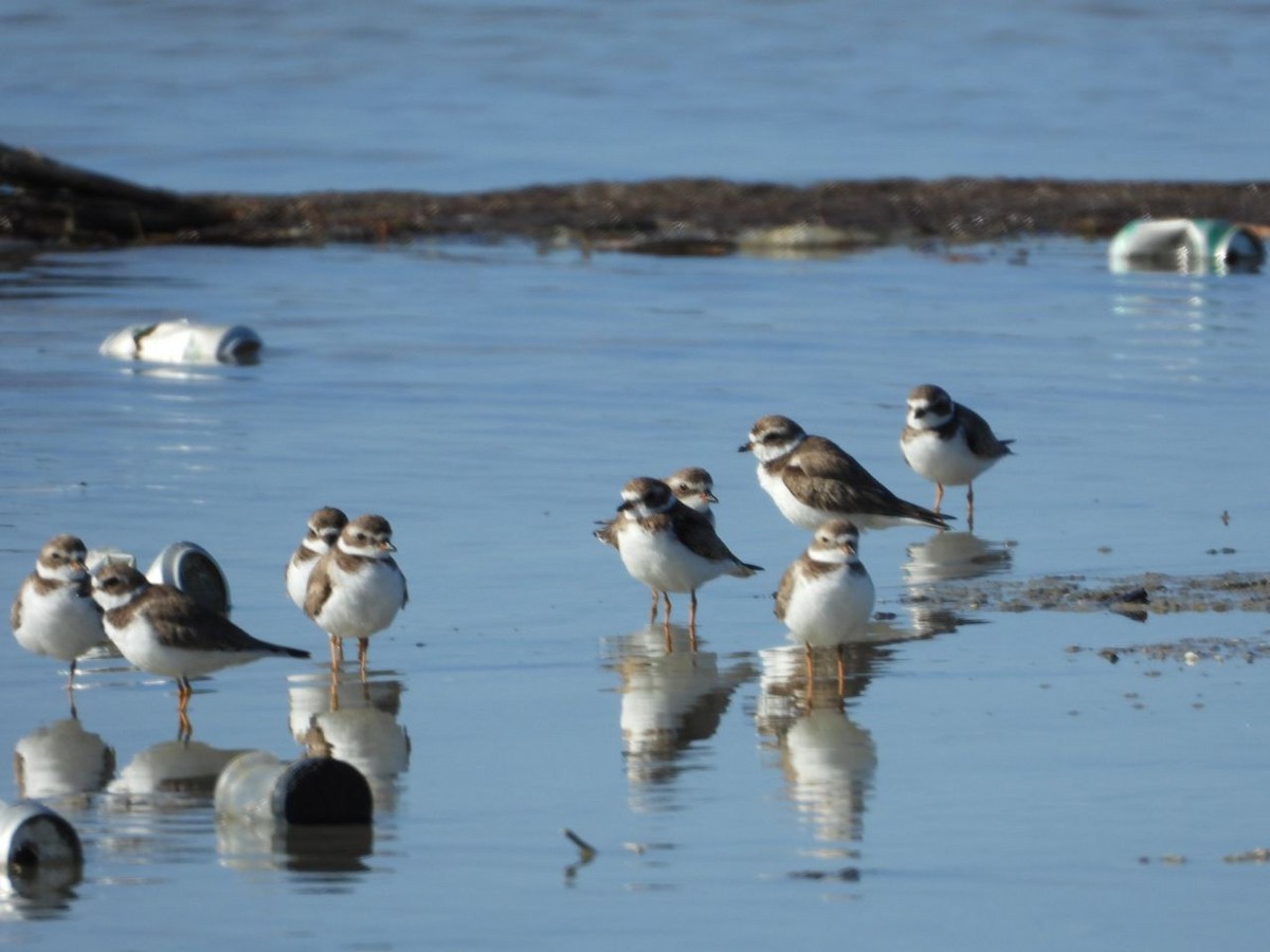 Semipalmated Plover - ML614650431