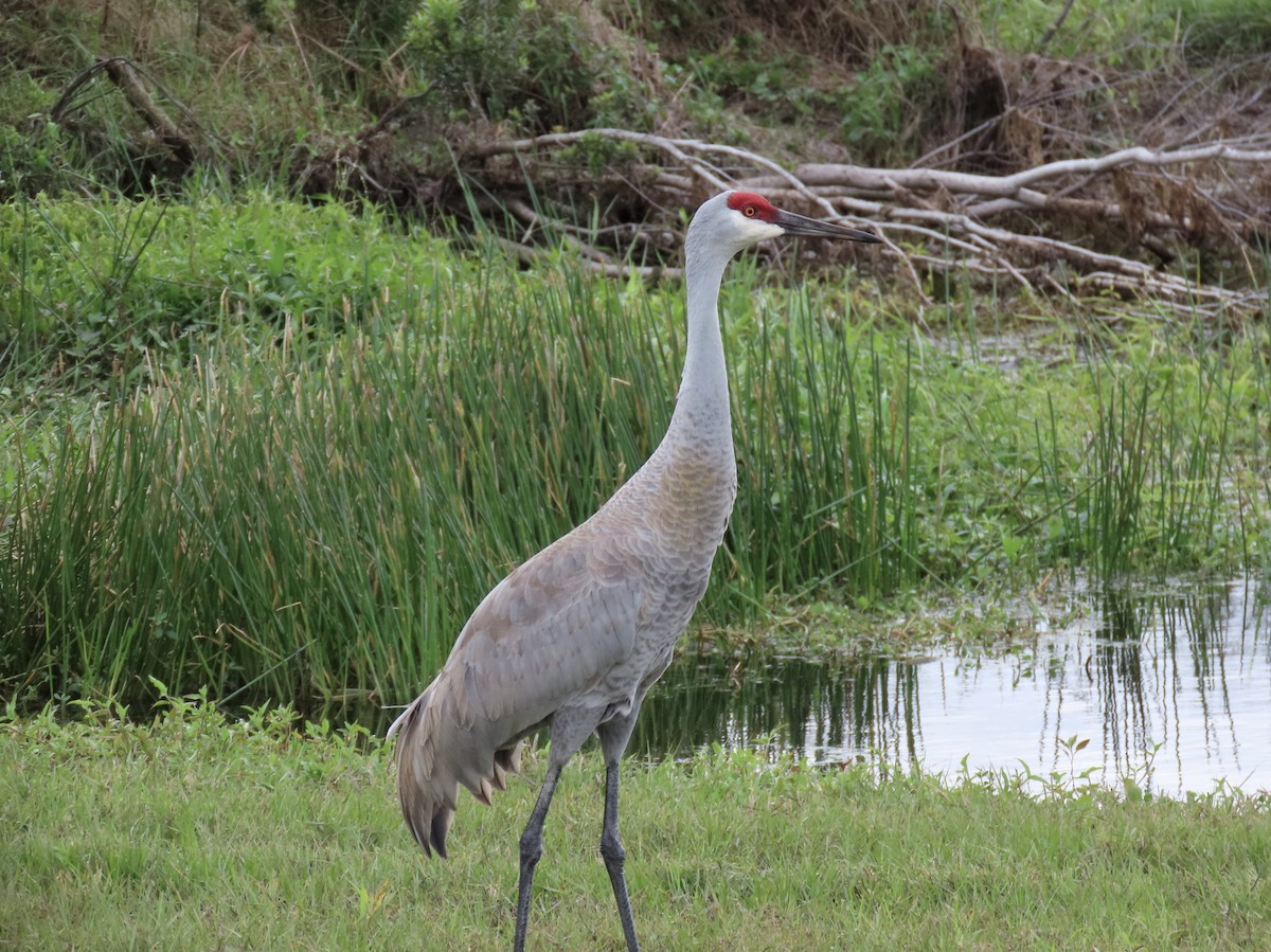 Sandhill Crane - ML614650500