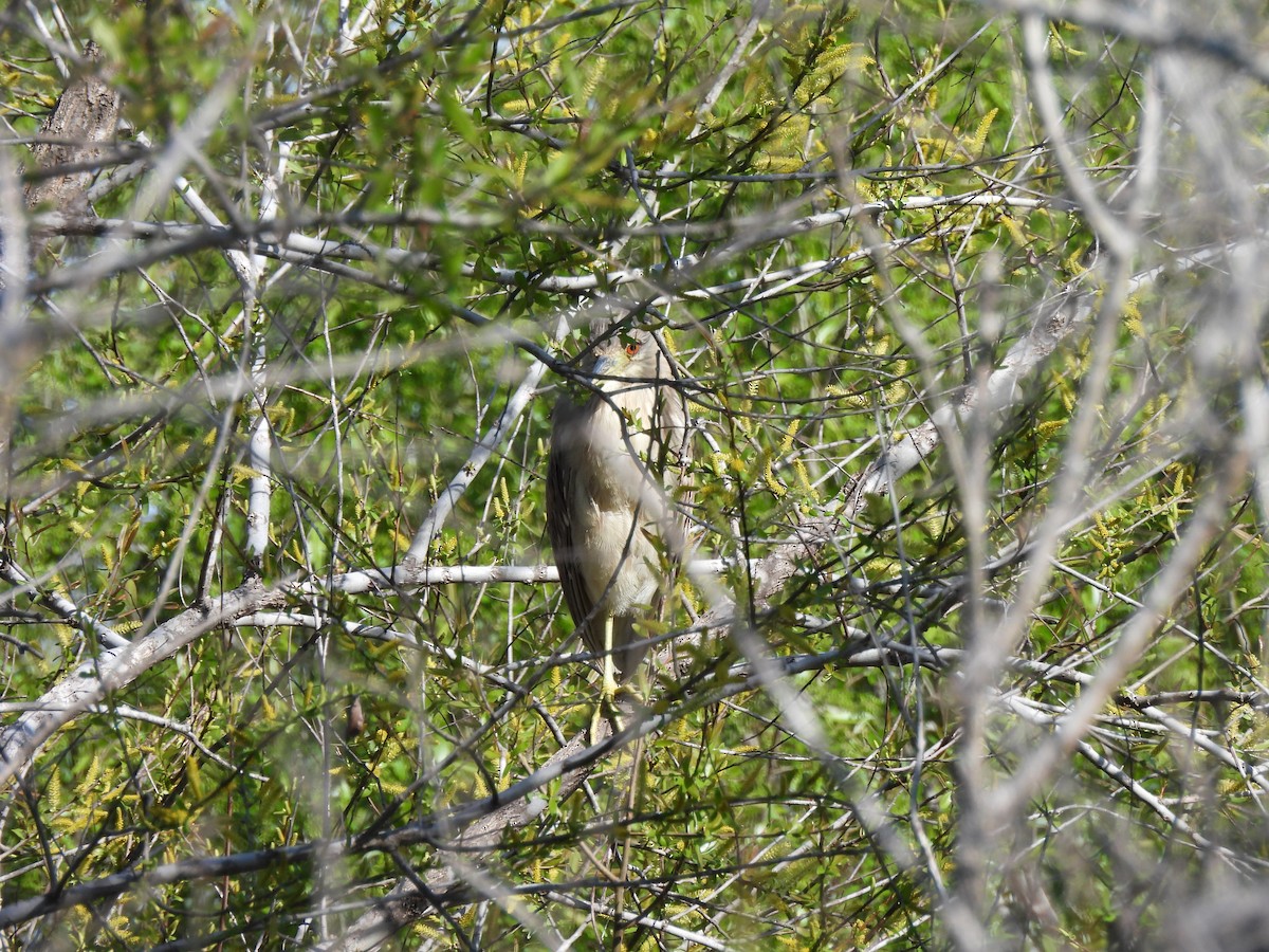 Black-crowned Night Heron - ML614650504