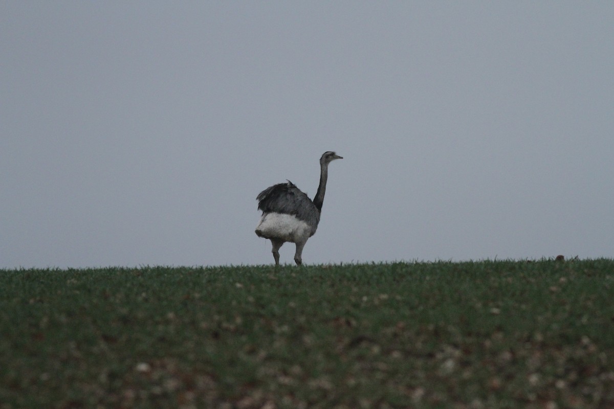 Greater Rhea - ML614650561