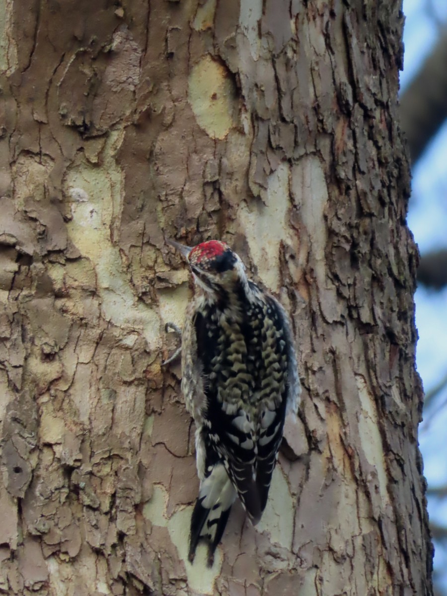 Yellow-bellied Sapsucker - ML614650584