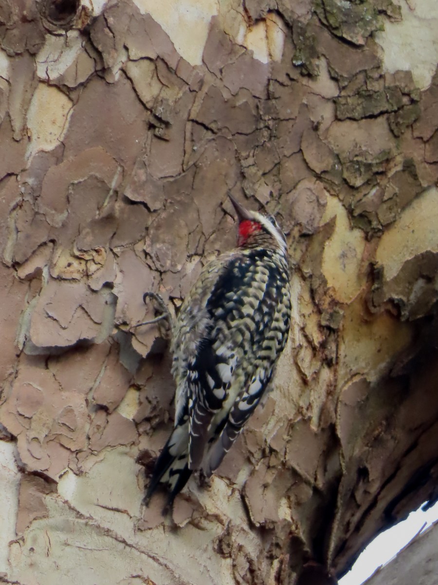 Yellow-bellied Sapsucker - ML614650588